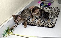 SierraGold Bengals: Merlin and Lancelot<br>